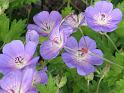 20100723e geraniums